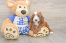 Hypoallergenic Cavadoodle Poodle Mix Puppy