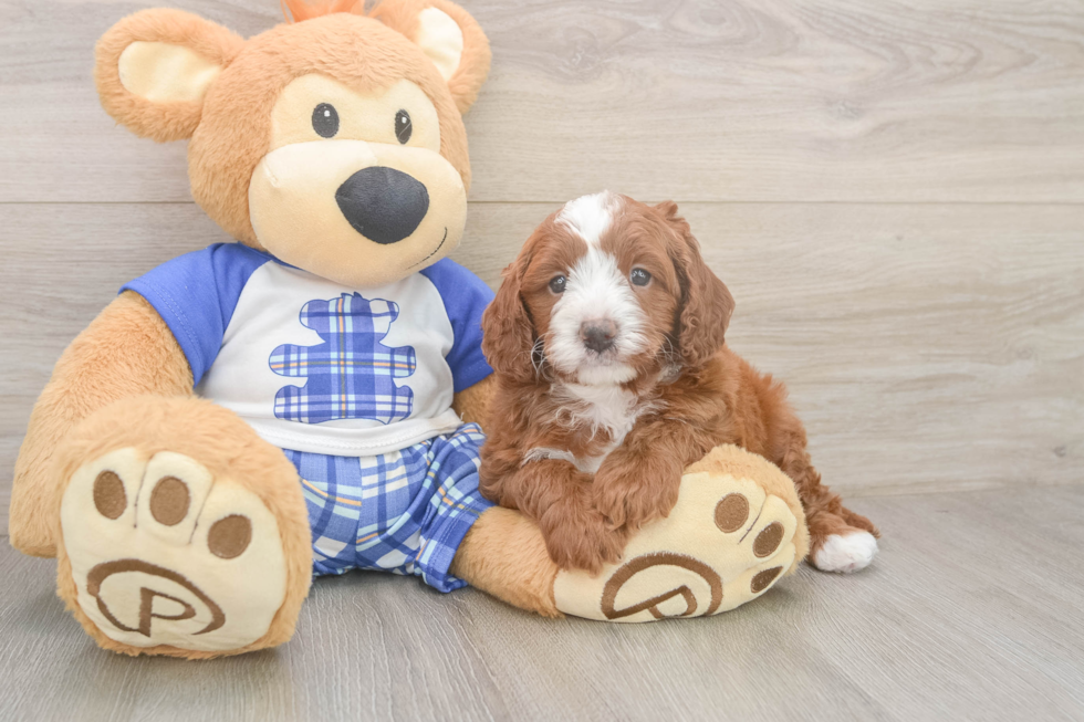 Hypoallergenic Cavadoodle Poodle Mix Puppy
