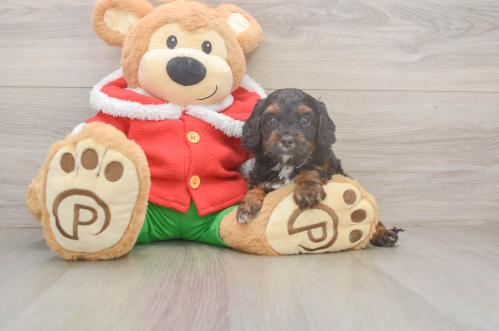 5 week old Cavapoo Puppy For Sale - Windy City Pups