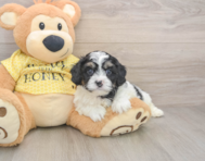 8 week old Cavapoo Puppy For Sale - Windy City Pups