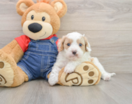 8 week old Cavapoo Puppy For Sale - Windy City Pups