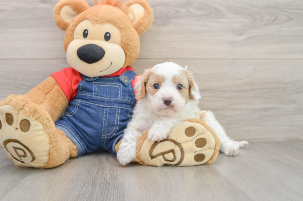 Cute Cavapoo Baby