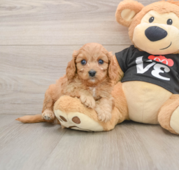 7 week old Cavapoo Puppy For Sale - Windy City Pups