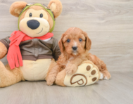 7 week old Cavapoo Puppy For Sale - Windy City Pups