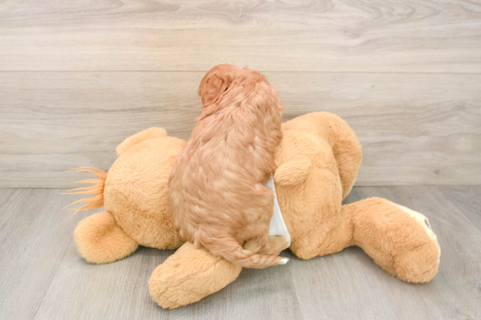 Funny Cavapoo Poodle Mix Pup