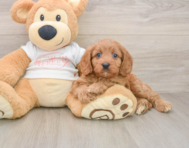 8 week old Cavapoo Puppy For Sale - Windy City Pups
