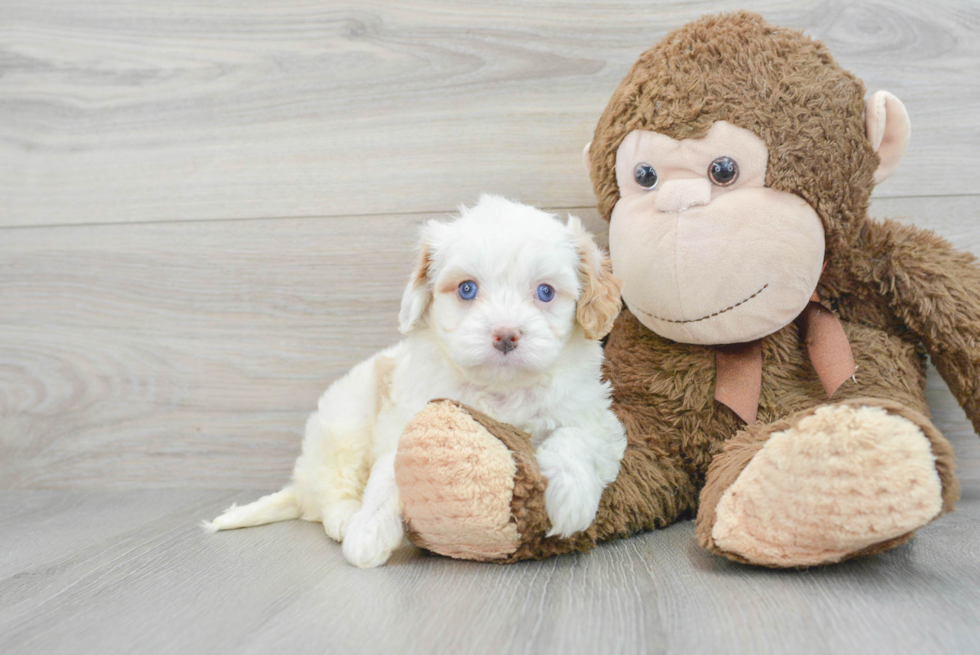 Sweet Cavapoo Baby