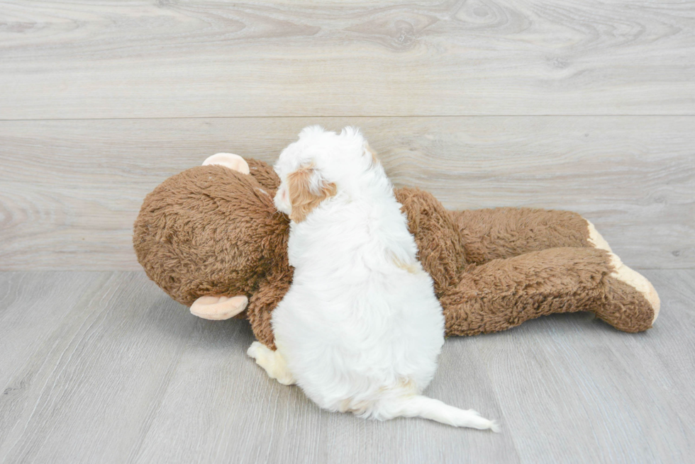 Little Cavoodle Poodle Mix Puppy