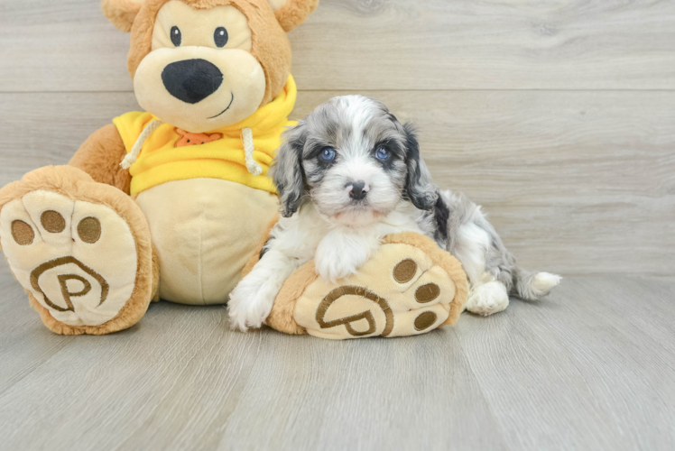 Hypoallergenic Cavadoodle Poodle Mix Puppy