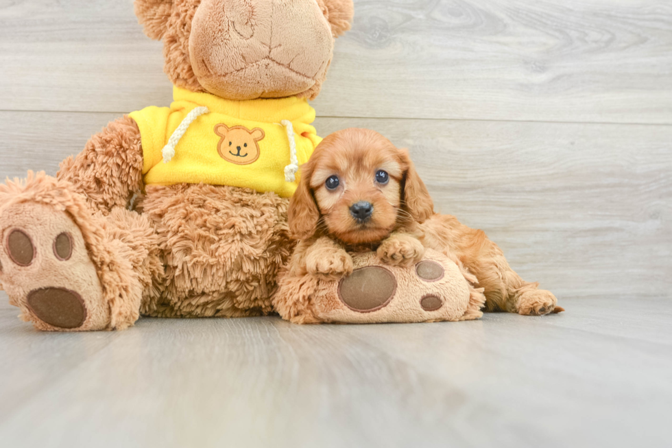 Little Cavipoo Poodle Mix Puppy