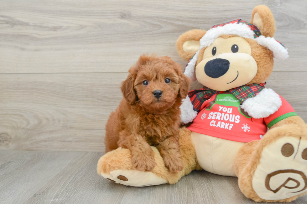 Best Cavapoo Baby