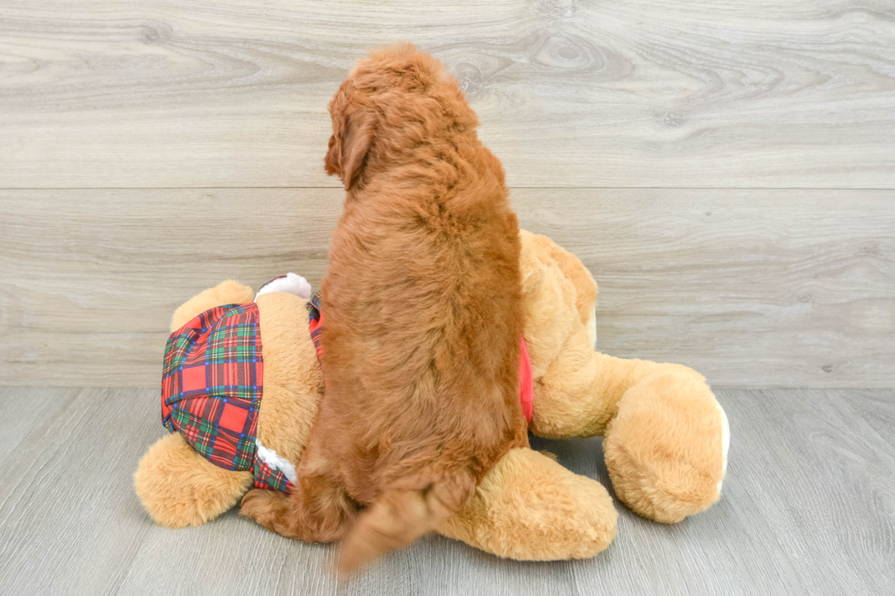 Cavapoo Pup Being Cute