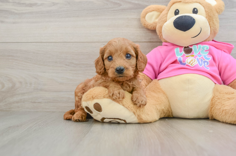 7 week old Cavapoo Puppy For Sale - Windy City Pups