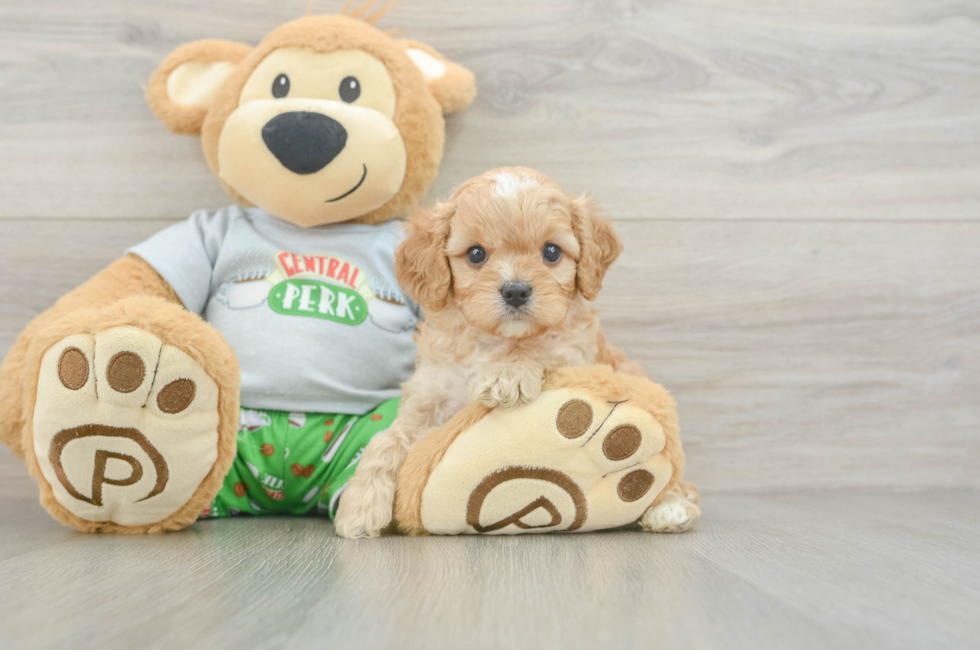 5 week old Cavapoo Puppy For Sale - Windy City Pups