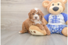 Cavapoo Pup Being Cute