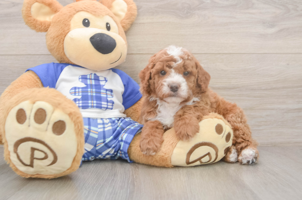 5 week old Cavapoo Puppy For Sale - Windy City Pups