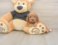 7 week old Cavapoo Puppy For Sale - Windy City Pups