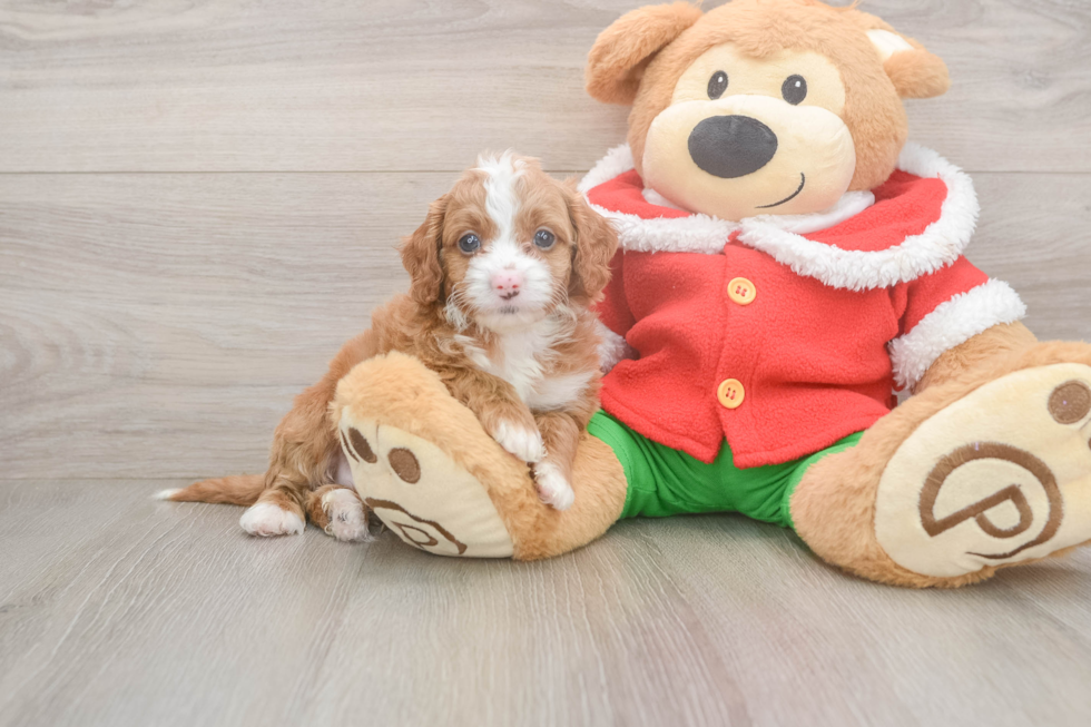Smart Cavapoo Poodle Mix Pup