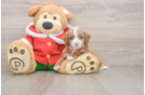Cavapoo Puppy for Adoption