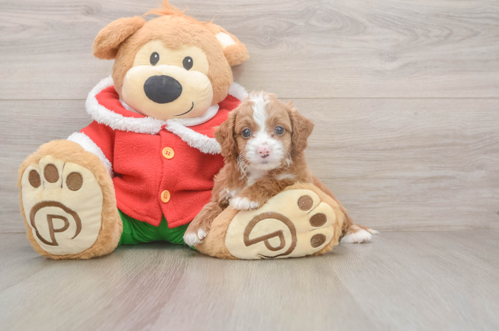5 week old Cavapoo Puppy For Sale - Windy City Pups