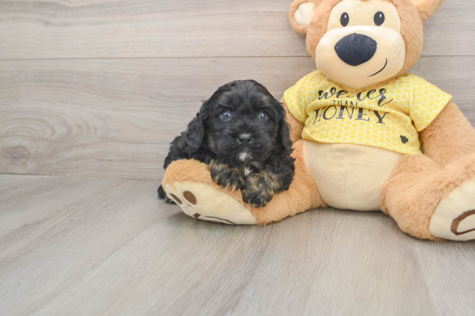 Popular Cavapoo Poodle Mix Pup