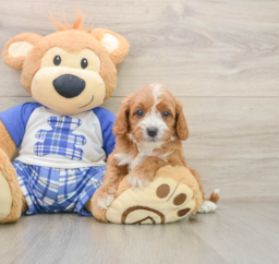 7 week old Cavapoo Puppy For Sale - Windy City Pups