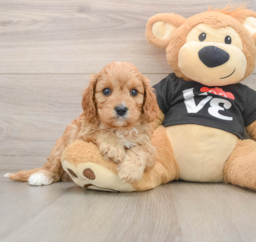 7 week old Cavapoo Puppy For Sale - Windy City Pups