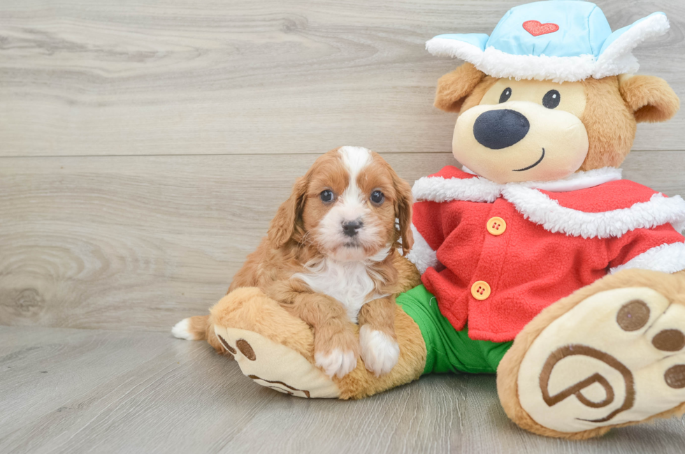 6 week old Cavapoo Puppy For Sale - Windy City Pups