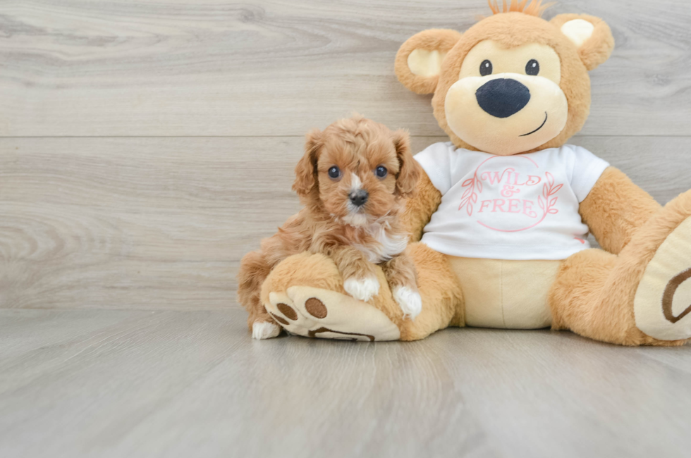 7 week old Cavapoo Puppy For Sale - Windy City Pups