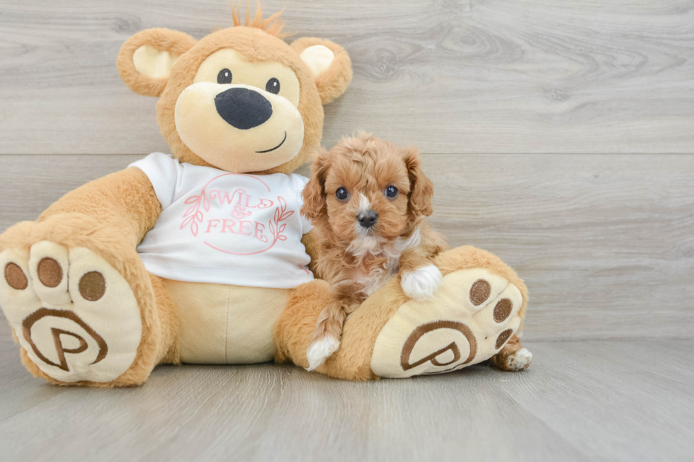 Petite Cavapoo Poodle Mix Pup