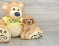 9 week old Cavapoo Puppy For Sale - Windy City Pups