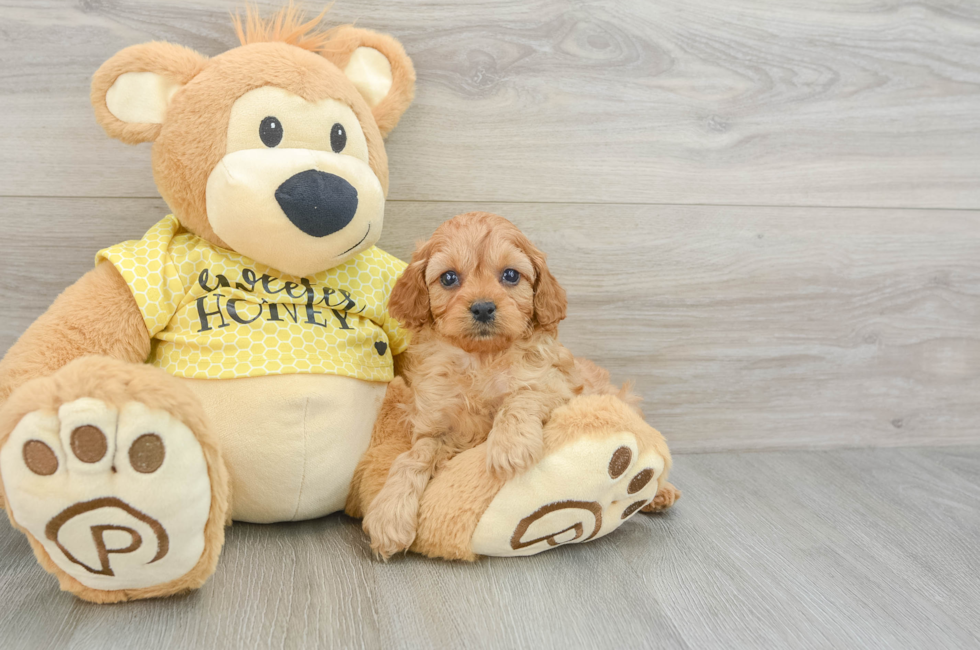 8 week old Cavapoo Puppy For Sale - Windy City Pups