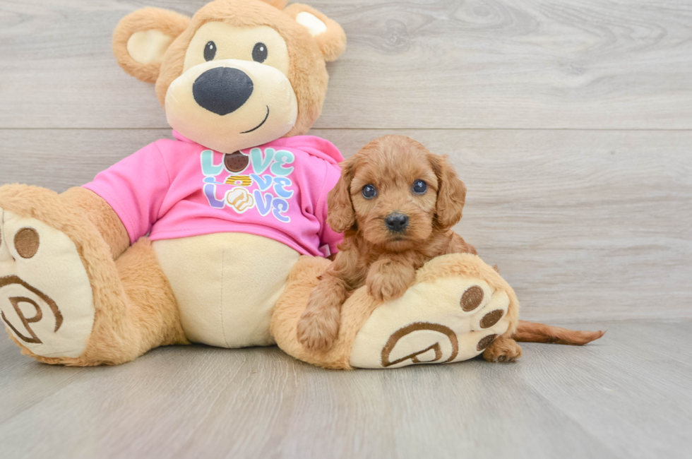 7 week old Cavapoo Puppy For Sale - Windy City Pups