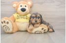 Small Cavapoo Baby