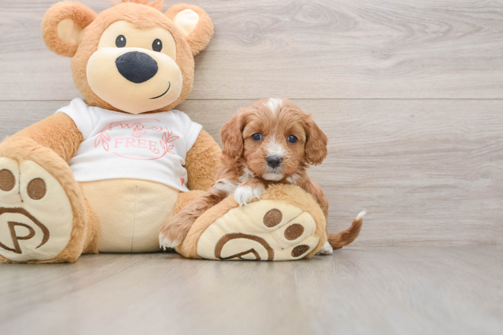 Best Cavapoo Baby