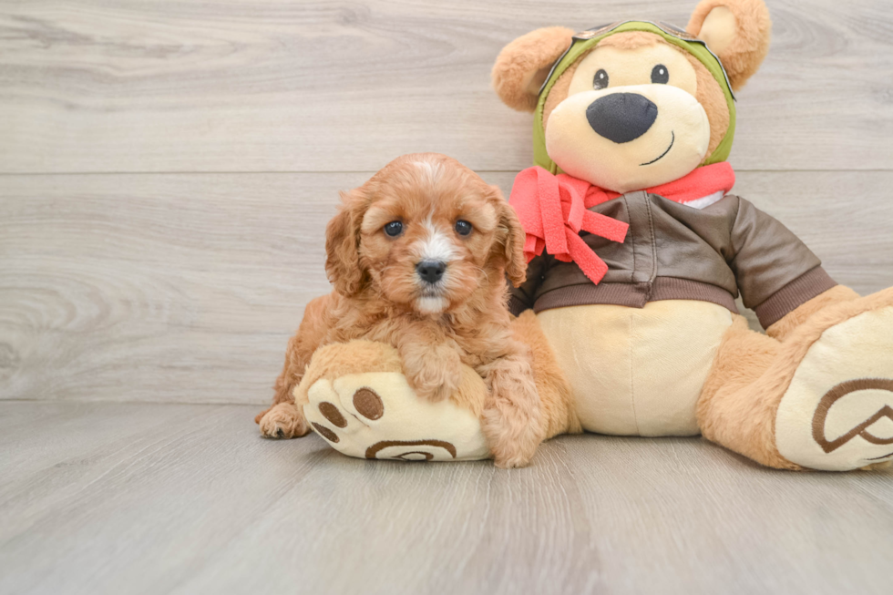 Little Cavipoo Poodle Mix Puppy