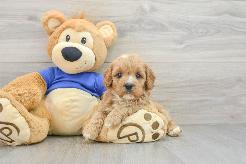 Cavapoo Puppy for Adoption