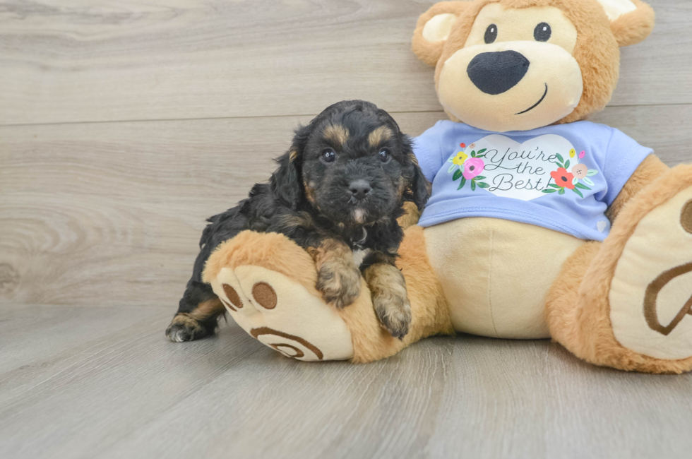 6 week old Cavapoo Puppy For Sale - Windy City Pups