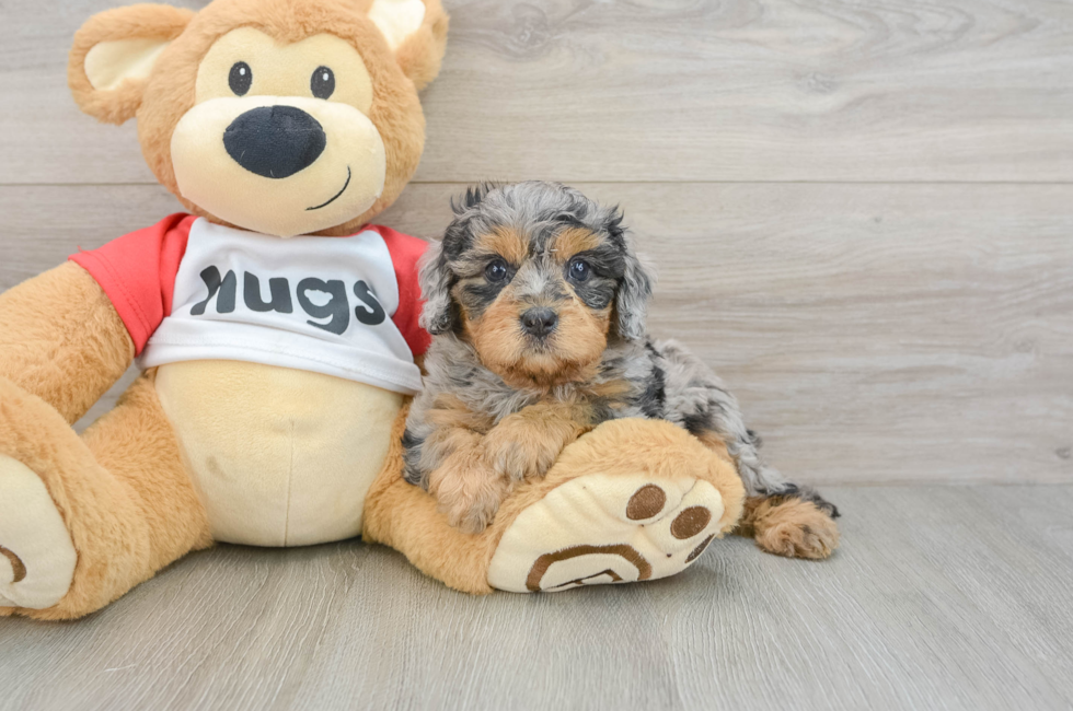 6 week old Cavapoo Puppy For Sale - Windy City Pups