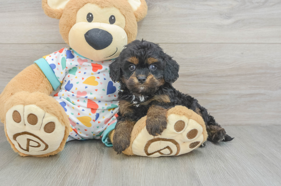 7 week old Cavapoo Puppy For Sale - Windy City Pups