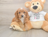 8 week old Cavapoo Puppy For Sale - Windy City Pups