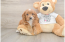 Cavapoo Pup Being Cute