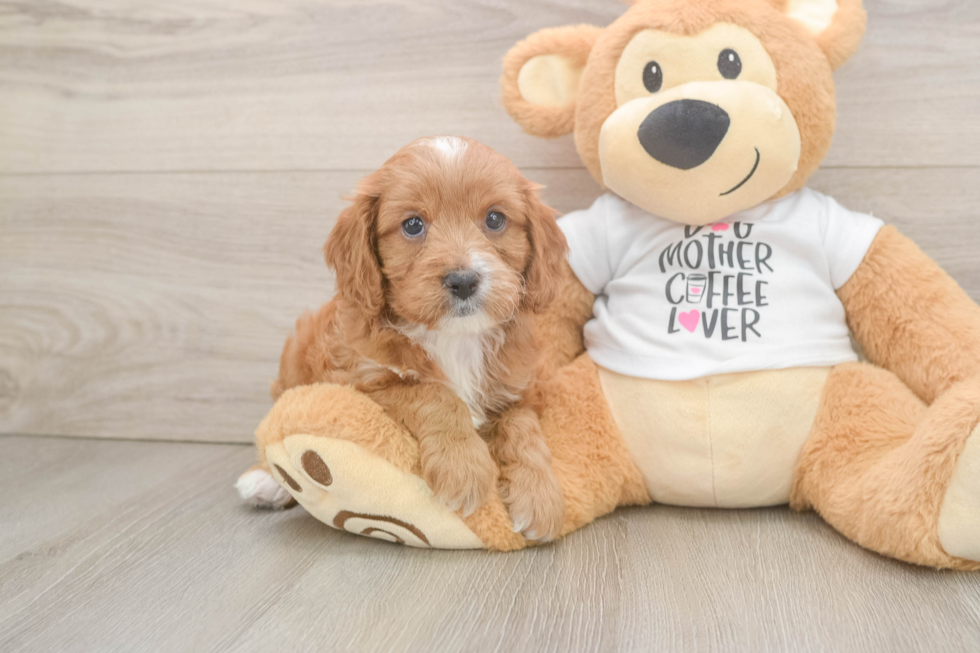 Cavapoo Pup Being Cute
