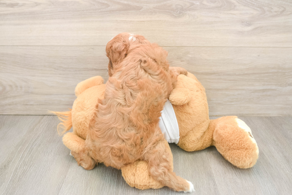 Adorable Cavalier King Charles Spaniel and Poodle Mix Poodle Mix Puppy