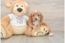 Fluffy Cavapoo Poodle Mix Pup