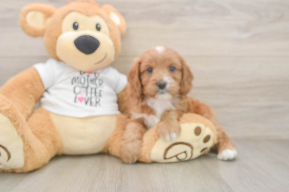 Fluffy Cavapoo Poodle Mix Pup