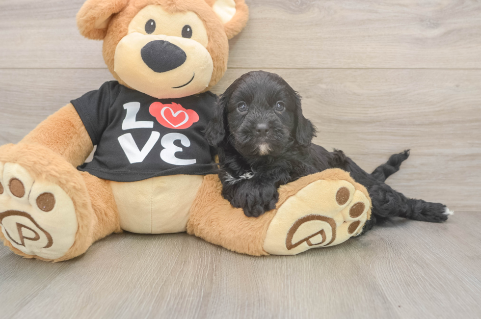 5 week old Cavapoo Puppy For Sale - Windy City Pups