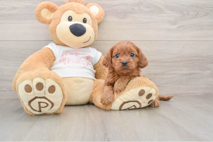Best Cavapoo Baby