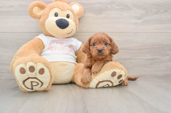 Best Cavapoo Baby