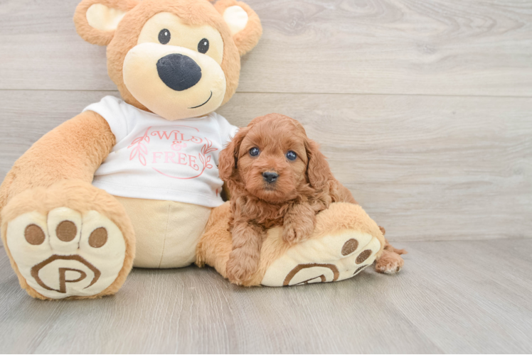 Best Cavapoo Baby